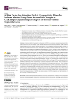 A Risk Factor for Attention Deficit Hyperactivity Disorder Induces Marked Long-Term Anatomical Changes at GABAergic-Dopaminergic Synapses in the Rat Ventral Tegmental Area