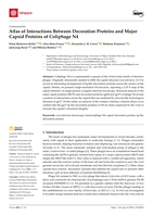 Atlas of Interactions Between Decoration Proteins and Major Capsid Proteins of Coliphage N4