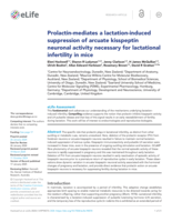 Prolactin-mediates a lactation-induced suppression of arcuate kisspeptin neuronal activity necessary for lactational infertility in mice
