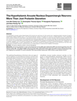 The hypothalamic arcuate nucleus dopaminergic (A12) neurons: more than just prolactin secretion