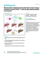 Mechanistic insight into the induction of liver tissue-resident memory CD8+ T&nbsp;cells by glycolipid-peptide vaccination