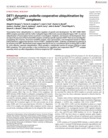 DET1 dynamics underlie cooperative ubiquitination by CRL4 DET1-COP1 complexes