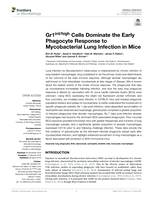 Gr1(int/high) Cells Dominate the Early Phagocyte Response to Mycobacterial Lung Infection in Mice