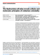 The Hydractinia cell atlas reveals cellular and molecular principles of cnidarian coloniality