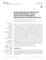 Cohesin Components Stag1 and Stag2 Differentially Influence Haematopoietic Mesoderm Development in Zebrafish Embryos