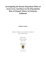 Investigating the Density-Dependent Effect of <em>Austrovenus stutchburyi</em> on the Degradation Rate of Organic Matter in Estuarine Sediments