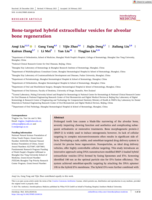 Bone‐targeted hybrid extracellular vesicles for alveolar bone regeneration