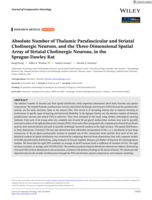 Absolute Number of Thalamic Parafascicular and Striatal Cholinergic Neurons, and the Three‐Dimensional Spatial Array of Striatal Cholinergic Neurons, in the Sprague‐Dawley Rat