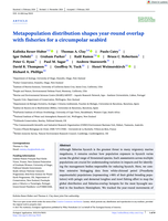 Metapopulation distribution shapes year‐round overlap with fisheries for a circumpolar seabird
