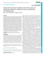 Single-cell transcriptomic profiling of the whole colony of Botrylloides diegensis: Insights into tissue specialization and blastogenesis