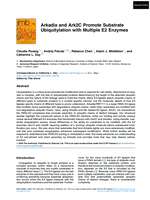 Arkadia and Ark2C promote substrate ubiquitylation with multiple E2 enzymes