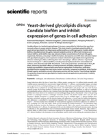 Yeast-derived glycolipids disrupt Candida biofilm and inhibit expression of genes in cell adhesion