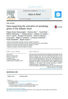 Data supporting the activation of autophagy genes in the diabetic heart