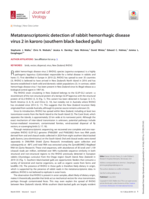 Metatranscriptomic detection of rabbit hemorrhagic disease virus 2 in karoro (southern black-backed gulls)