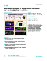 High-speed mapping of whole-mouse peripheral nerves at subcellular resolution