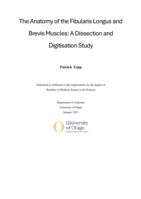 The Anatomy of the Fibularis Longus and Brevis Muscles: A Dissection and Digitisation Study