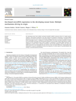 Sex-biased microRNA expression in the developing mouse brain: Multiple mechanisms driving its origin