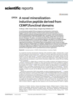 A novel mineralization-inductive peptide derived from CEMP1functinal domains