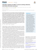 Ultradian rhythms of CRHᴾⱽᴺ neuron activity, behavior, and stress hormone secretion