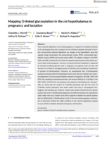 Mapping O-linked glycosylation in the rat hypothalamus in pregnancy and lactation