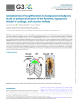 Unilateral loss of recql4 function in Xenopus laevis tadpoles leads to ipsilateral ablation of the forelimb, hypoplastic Meckel's cartilage and vascular defects