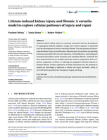 Lithium-induced kidney injury and fibrosis: A versatile model to explore cellular pathways of injury and repair