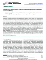 Sorting nexins associated with recycling complexes regulate epithelial sodium channel trafficking
