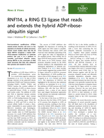 RNF114, a RING E3 ligase that reads and extends the hybrid ADP-ribose-ubiquitin signal