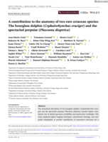A contribution to the anatomy of two rare cetacean species: The hourglass dolphin (Cephalorhynchus cruciger) and the spectacled porpoise (Phocoena dioptrica)