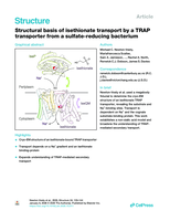 Structural basis of isethionate transport by a TRAP transporter from a sulfate-reducing bacterium