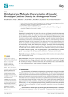 Histological and Molecular Characterisation of Gonadal Phenotypes Confirms Diandry in a Protogynous Wrasse