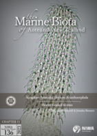 Kingdom Animalia, phylum Acanthocephala (thornyheaded worms)