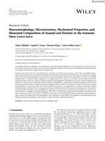 Macromorphology, Microstructure, Mechanical Properties, and Elemental Composition of Enamel and Dentine in the Eurasian Otter Lutra lutra