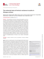 The molecular basis of intrinsic resistance to azoles in Rhizopus arrhizus