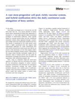 A vast stem-progenitor cell pool, richly vascular system, and hybrid ossification drive the daily centimeter-scale elongation of bony antlers