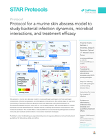 Protocol for a murine skin abscess model to study bacterial infection dynamics, microbial interactions, and treatment efficacy