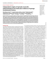 Independent origins of spicules reconcile paleontological and molecular evidence of sponge evolutionary history