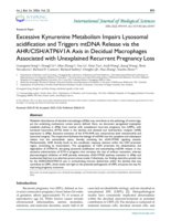 Excessive Kynurenine Metabolism Impairs Lysosomal acidification and Triggers mtDNA Release via the AHR/CISH/ATP6V1A Axis in Decidual Macrophages Associated with Unexplained Recurrent Pregnancy Loss