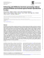 Enhancing anti-Müllerian hormone processing reduces preantral follicle survival but spares female reproduction in mice