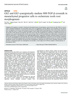 Gli2 and Gli3 synergistically mediate HH-TGF-β crosstalk in mesenchymal progenitor cells to orchestrate tooth root morphogenesis