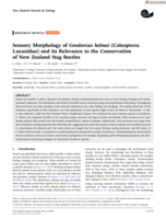 Sensory Morphology of <em>Geodorcus helmsi</em> (Coleoptera: Lucanidae) and its Relevance to the Conservation of New Zealand Stag Beetles
