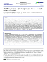 The MNV-1 protease-polymerase precursor cleaves a novel site in the NS1-2 protein
