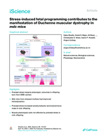 Stress-induced fetal programming contributes to the manifestation of Duchenne muscular dystrophy in mdx mice