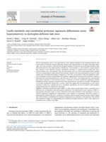 Cardio-metabolic and cytoskeletal proteomic signatures differentiate stress hypersensitivity in dystrophin-deficient mdx mice