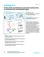 Cross-clade vaccination to overcome sarbecovirus or merbecovirus neutralization gaps