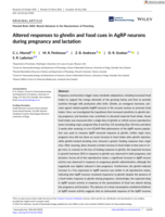 Altered responses to ghrelin and food cues in AgRP neurons during pregnancy and lactation