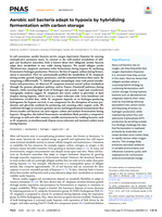 Aerobic soil bacteria adapt to hypoxia by hybridizing fermentation with carbon storage