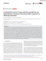 FLOWERING LOCUS T Genes MtFTb1 and MtFTb2 Act Redundantly to Promote Flowering Under Long Days in Medicago truncatula