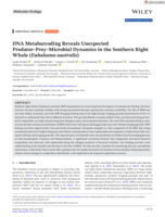 DNA Metabarcoding Reveals Unexpected Predator-Prey-Microbial Dynamics in the Southern Right Whale (<em>Eubalaena australis</em>)