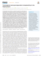 Transregional astrocyte-dependent metaplasticity in the hippocampus